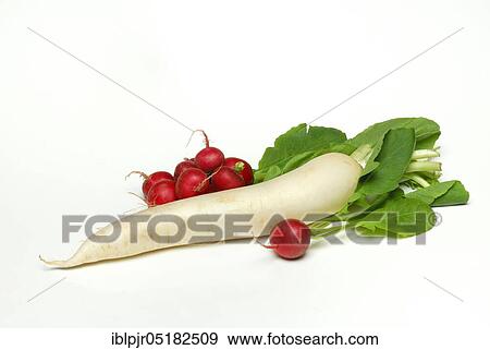 Stock Photo - Radish and Red Radish (Raphanus sativus var. sativus) (Raphanus sativus). Fotosearch