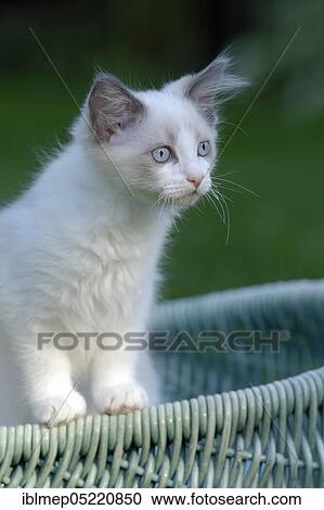 Ragdoll cat, kitten in wicker basket View Large Photo Image Stock Image - Ragdoll cat, kitten in wicker basket. Fotosearch