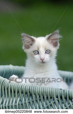 Ragdoll cat, kitten in wicker basket View Large Photo Image Stock Photo - Ragdoll cat, kitten in wicker basket. Fotosearch