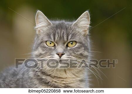 Ragdoll cat View Large Photo Image Stock Photo - Ragdoll cat. Fotosearch