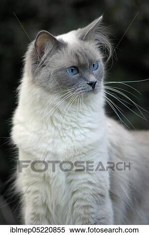 Ragdoll cat View Large Photo Image Stock Photography - Ragdoll cat. Fotosearch