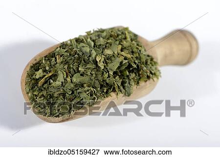 Ramsons (Allium ursinum), dried View Large Photo Image Stock Photo - Ramsons (Allium ursinum), dried. Fotosearch