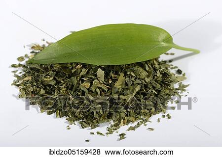 Stock Photo - Ramsons (Allium ursinum), dried. Fotosearch