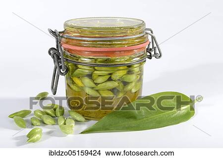 Picture - Ramsons (Allium ursinum), flower buds in oil. Fotosearch
