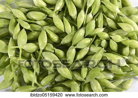 Ramsons (Allium ursinum), flower buds View Large Photo Image Stock Image - Ramsons (Allium ursinum), flower buds. Fotosearch