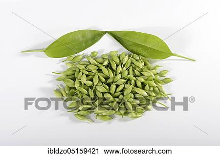 Ramsons (Allium ursinum), flower buds View Large Photo Image Stock Image - Ramsons (Allium ursinum), flower buds. Fotosearch