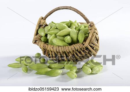 Ramsons (Allium ursinum), flower buds, basket, capitulum View Large Photo Image Stock Image - Ramsons (Allium ursinum), flower buds, basket, capitulum. Fotosearch