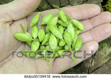 Ramsons (Allium ursinum), flower buds View Large Photo Image Stock Photo - Ramsons (Allium ursinum), flower buds. Fotosearch