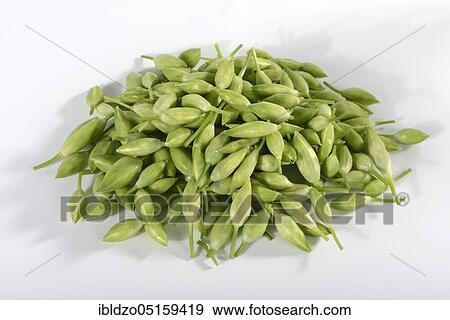 Ramsons (Allium ursinum), flower buds View Large Photo Image Stock Photo - Ramsons (Allium ursinum), flower buds. Fotosearch