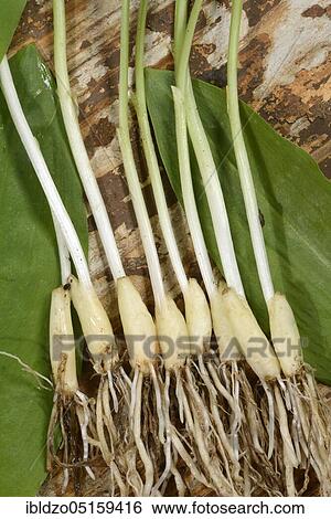 Ramsons (Allium ursinum), onions View Large Photo Image Stock Photograph - Ramsons (Allium ursinum), onions. Fotosearch