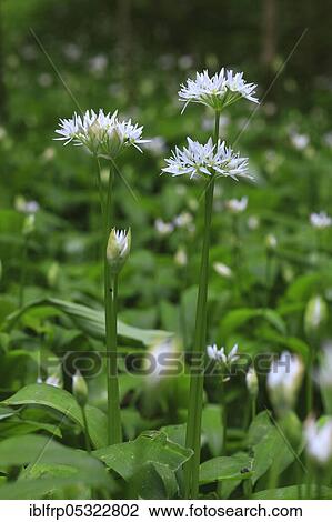 Stock Image - Ramsons( Allium ursinum), Switzerland, Europe. Fotosearch