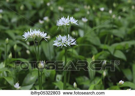 Ramsons( Allium ursinum), Switzerland, Europe View Large Photo Image Stock Image - Ramsons( Allium ursinum), Switzerland, Europe. Fotosearch