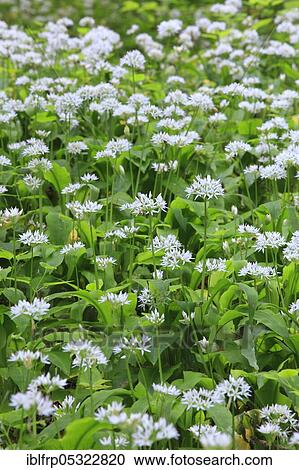 Stock Image - Ramsons( Allium ursinum), Switzerland, Europe. Fotosearch