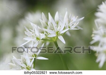 Ramsons ( Allium ursinum) Switzerland View Large Photo Image Stock Image - Ramsons ( Allium ursinum) Switzerland. Fotosearch