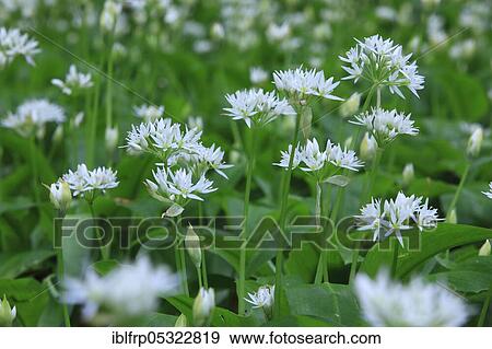 Stock Photo - Ramsons( Allium ursinum), Switzerland, Europe. Fotosearch
