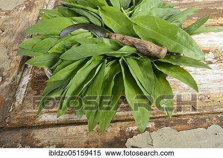 Ramsons, buckrams, or wild garlic (Allium ursinum), flowers View Large Photo Image Stock Photography - Ramsons, buckrams, or wild garlic (Allium ursinum), flowers. Fotosearch