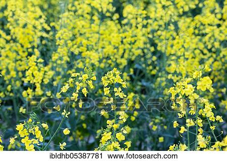 Rape (Brassica napus), Rape field, Schleswig-Holstein, Germany, Europe View Large Photo Image Stock Image - Rape (Brassica napus), Rape field, Schleswig-Holstein, Germany, Europe. Fotosearch
