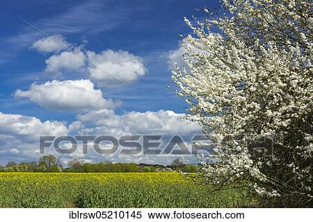Rape field, Schaalsee biosphere reserve, Mecklenburg-Western Pomerania, Germany, Europe View Large Photo Image Stock Photography - Rape field, Schaalsee biosphere reserve, Mecklenburg-Western Pomerania, Germany, Europe. Fotosearch