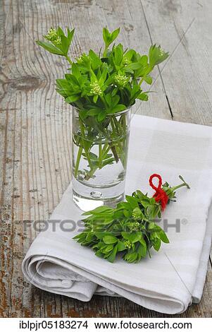 Real Galium odoratum (Galium odoratum Asperula odorata) in glass (Galium odoratum, Asperula odorata) View Large Photo Image Picture - Real Galium odoratum (Galium odoratum Asperula odorata) in glass (Galium odoratum, Asperula odorata). Fotosearch