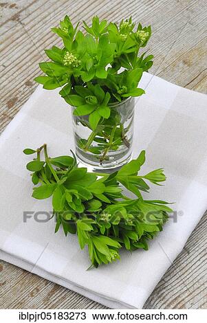 Stock Image - Real Galium odoratum (Galium odoratum Asperula odorata) in glass (Galium odoratum, Asperula odorata). Fotosearch