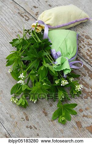 Real Galium odoratum (Galium odoratum Asperula odorata) fragrant sacs (Galium odoratum, Asperula odorata), fragrant sacs View Large Photo Image Stock Image - Real Galium odoratum (Galium odoratum Asperula odorata) fragrant sacs (Galium odoratum, Asperula odorata), fragrant sacs. Fotosearch