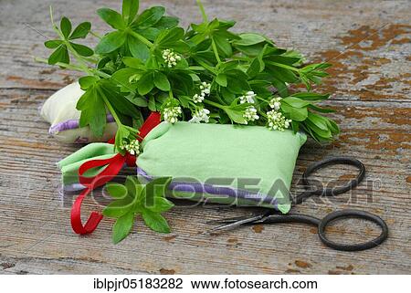 Stock Image - Real Galium odoratum (Galium odoratum Asperula odorata) fragrant sacs (Galium odoratum, Asperula odorata), fragrant sacs. Fotosearch