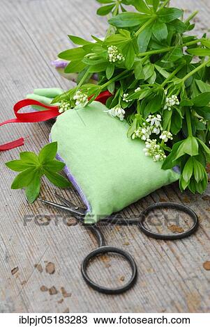 Stock Image - Real Galium odoratum (Galium odoratum Asperula odorata) fragrant sacs (Galium odoratum, Asperula odorata), fragrant sacs. Fotosearch