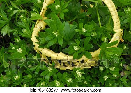 Stock Photo - Real Galium odoratum (Galium odoratum Asperula odorata) in baskets (Galium odoratum, Asperula odorata). Fotosearch