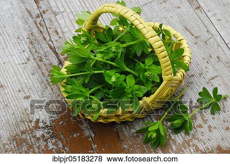 Real Galium odoratum (Galium odoratum Asperula odorata) in baskets (Galium odoratum, Asperula odorata) View Large Photo Image Stock Photo - Real Galium odoratum (Galium odoratum Asperula odorata) in baskets (Galium odoratum, Asperula odorata). Fotosearch