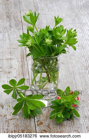 Real Galium odoratum (Galium odoratum Asperula odorata) in glass (Galium odoratum, Asperula odorata) View Large Photo Image Stock Photograph - Real Galium odoratum (Galium odoratum Asperula odorata) in glass (Galium odoratum, Asperula odorata). Fotosearch