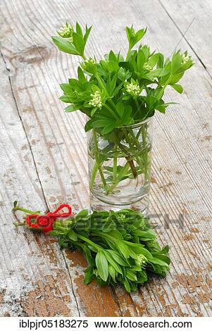 Real Galium odoratum (Galium odoratum Asperula odorata) in glass (Galium odoratum, Asperula odorata) View Large Photo Image Stock Photography - Real Galium odoratum (Galium odoratum Asperula odorata) in glass (Galium odoratum, Asperula odorata). Fotosearch
