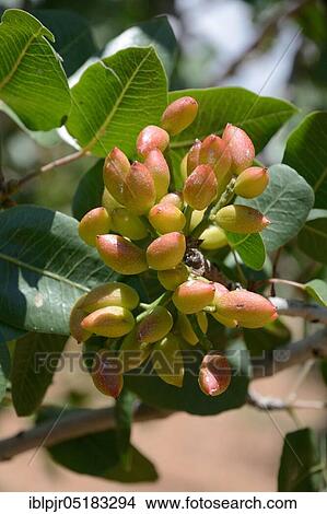 Picture - Real Pistachios (Pistacia vera) on the tree, Turkey, Asia. Fotosearch