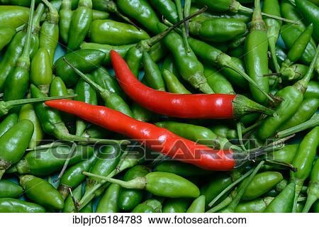 Stock Image - Red and green chilli peppers, chilli peppers, chilli peppers ( Capsicum annuum). Fotosearch