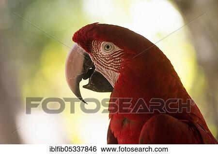 Red-and-green macaw (Ara chloroptera), portrait, Mato Grosso du Sul, Brazil, South America View Large Photo Image Stock Photograph - Red-and-green macaw (Ara chloroptera), portrait, Mato Grosso du Sul, Brazil, South America. Fotosearch