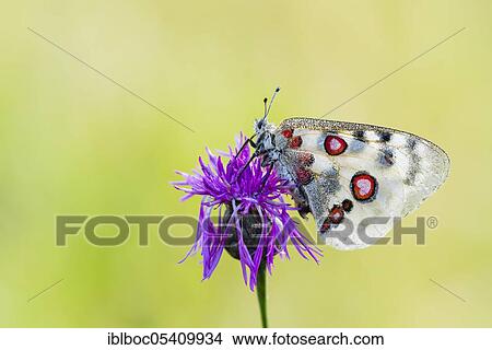 Red Apollo butterfly female, Eichstätt, Bavaria (Parnassius apollo lithographicus), Germany, Europe View Large Photo Image Picture - Red Apollo butterfly female, Eichstätt, Bavaria (Parnassius apollo lithographicus), Germany, Europe. Fotosearch