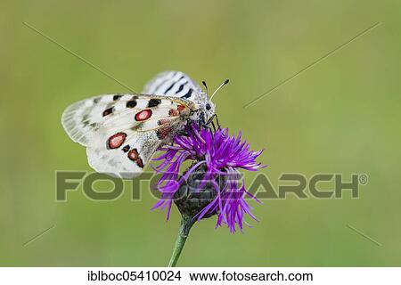 Red Apollo butterfly female, Eichstätt, Bavaria (Parnassius apollo lithographicus), Germany, Europe View Large Photo Image Picture - Red Apollo butterfly female, Eichstätt, Bavaria (Parnassius apollo lithographicus), Germany, Europe. Fotosearch