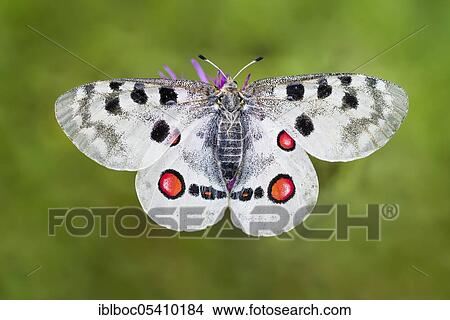 Picture - Red Apollo butterfly female, Eichstätt, Bavaria (Parnassius apollo lithographicus), Germany, Europe. Fotosearch