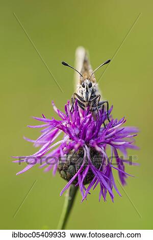 Red Apollo butterfly female, Eichstätt, Bavaria (Parnassius apollo lithographicus), Germany, Europe View Large Photo Image Stock Image - Red Apollo butterfly female, Eichstätt, Bavaria (Parnassius apollo lithographicus), Germany, Europe. Fotosearch