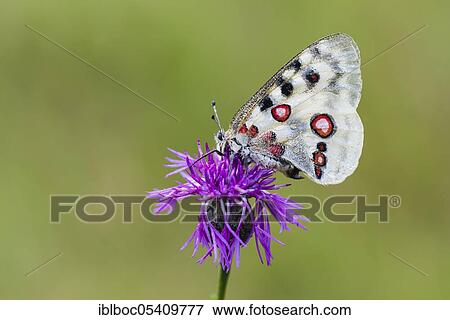Red Apollo butterfly female, Eichstätt, Bavaria (Parnassius apollo lithographicus), Germany, Europe View Large Photo Image Stock Photo - Red Apollo butterfly female, Eichstätt, Bavaria (Parnassius apollo lithographicus), Germany, Europe. Fotosearch