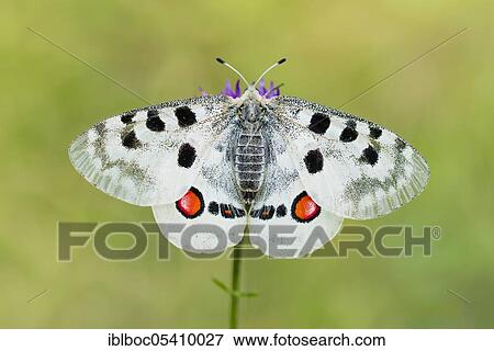 Red Apollo butterfly female, Eichstätt, Bavaria (Parnassius apollo lithographicus), Germany, Europe View Large Photo Image Stock Photo - Red Apollo butterfly female, Eichstätt, Bavaria (Parnassius apollo lithographicus), Germany, Europe. Fotosearch