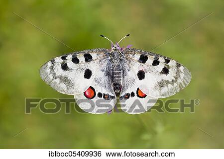 Stock Photograph - Red Apollo butterfly female, Eichstätt, Bavaria (Parnassius apollo lithographicus), Germany, Europe. Fotosearch