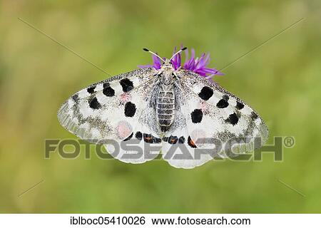 Stock Photograph - Red Apollo butterfly female, Eichstätt, Bavaria (Parnassius apollo lithographicus), Germany, Europe. Fotosearch