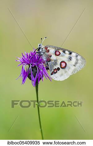 Red Apollo butterfly female, Eichstätt, Bavaria (Parnassius apollo lithographicus), Germany, Europe View Large Photo Image Stock Photography - Red Apollo butterfly female, Eichstätt, Bavaria (Parnassius apollo lithographicus), Germany, Europe. Fotosearch