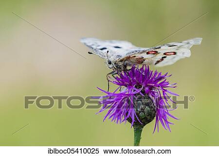 Stock Photography - Red Apollo butterfly female, Eichstätt, Bavaria (Parnassius apollo lithographicus), Germany, Europe. Fotosearch