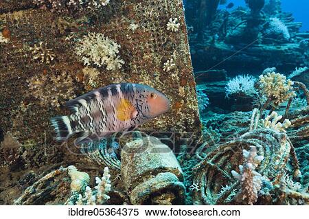 Stock Photography - Red-breasted Wrasse at Wrack der Heaven One (Cheilinus fasciatus), Abu Dabab, Red Sea, Egypt, Africa. Fotosearch