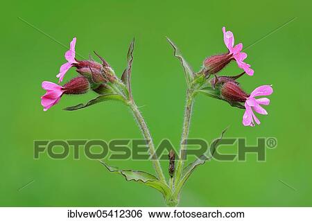 Stock Photograph - Red campion (Silene dioica), Danube valley, Upper Danube nature park Park, Baden-Württemberg, Germany, Europe. Fotosearch