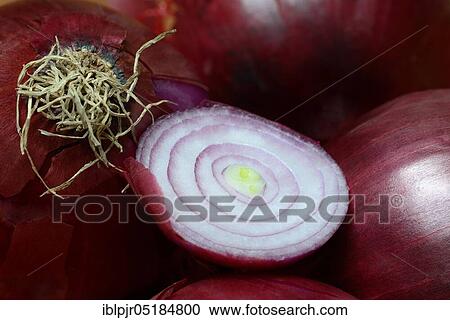 Red Common onions ( Allium cepa) sliced View Large Photo Image Stock Image - Red Common onions ( Allium cepa) sliced. Fotosearch