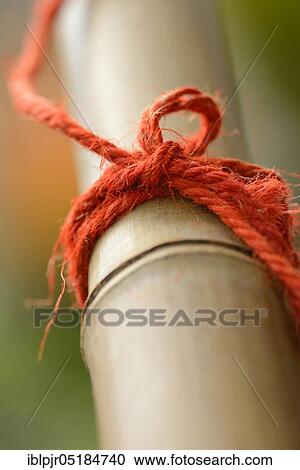 Red cord on bamboo cane, rope, cord, wrapped View Large Photo Image Stock Image - Red cord on bamboo cane, rope, cord, wrapped. Fotosearch