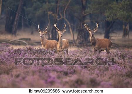 Stock Photograph - Red deer (Cervus elaphus), bourgeois, male, Hoge Veluwe National Park, Gelderland Province, Netherlands. Fotosearch
