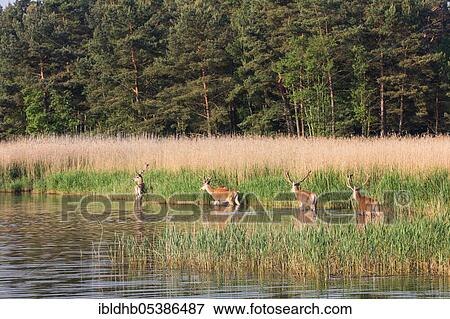 Red deer (Cervus elaphus), Darß, Mecklenburg-Western Pomerania, National Park Vorpommersche Boddenlandschaft, Germany, Europe View Large Photo Image Stock Photo - Red deer (Cervus elaphus), Darß, Mecklenburg-Western Pomerania, National Park Vorpommersche Boddenlandschaft, Germany, Europe. Fotosearch